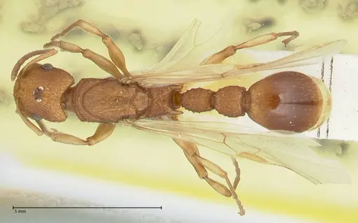 Paratopula longispina specimen FOCOL1967 image focol1967_1
