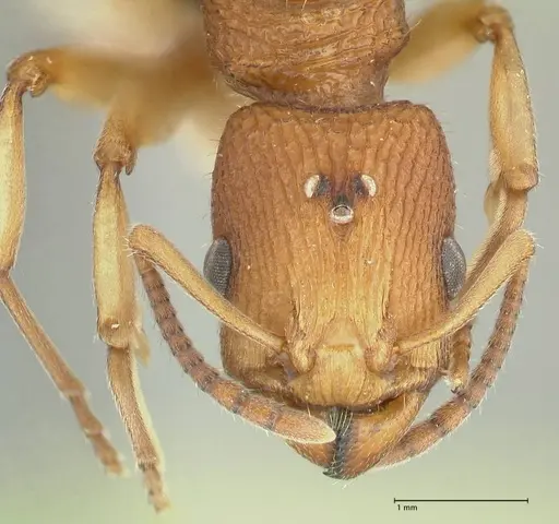 Paratopula longispina specimen FOCOL1967 image focol1967_2