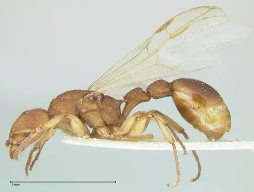 Paratopula longispina specimen FOCOL1967 image focol1967_3