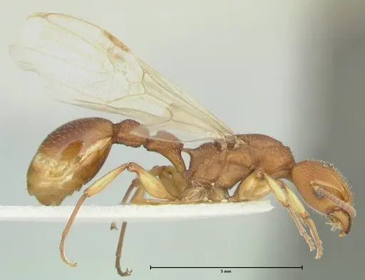 Paratopula longispina specimen FOCOL1967 image focol1967_4