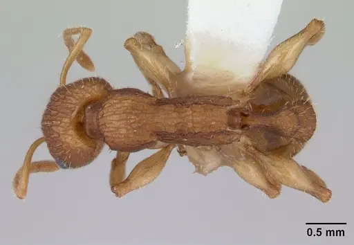 Paratopula macta specimen CASENT0178560 image casent0178560_1