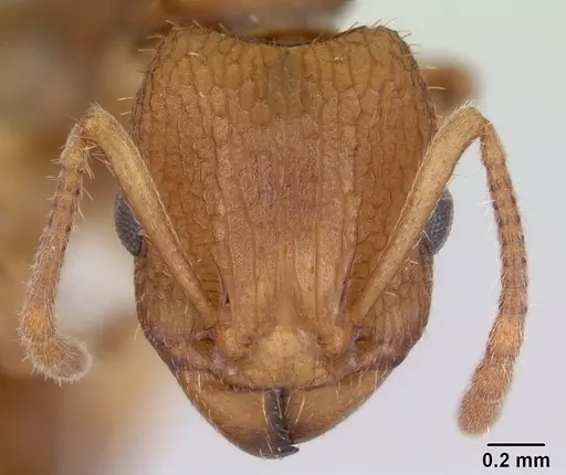 Paratopula macta specimen CASENT0178560 image casent0178560_2