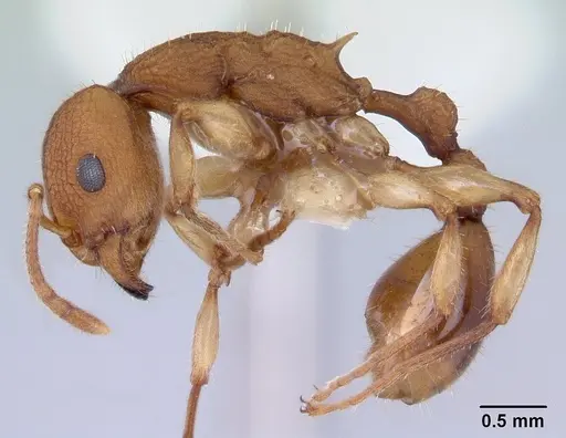 Paratopula macta specimen CASENT0178560 image casent0178560_3