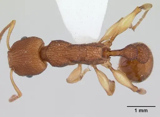 Paratopula macta specimen CASENT0178561 image casent0178561_1