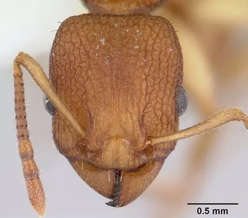 Paratopula macta specimen CASENT0178561 image casent0178561_2
