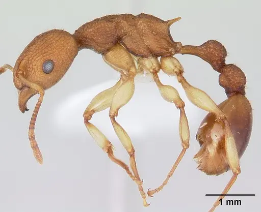 Paratopula macta specimen CASENT0178561 image casent0178561_3
