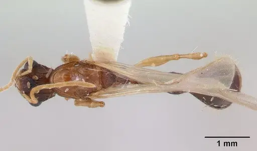 Paratopula macta specimen CASENT0178562 image casent0178562_1