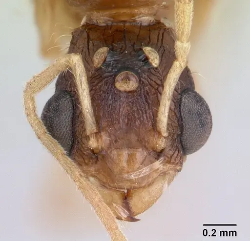 Paratopula macta specimen CASENT0178562 image casent0178562_2
