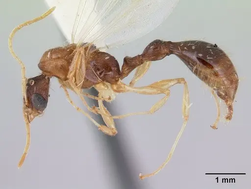 Paratopula macta specimen CASENT0178562 image casent0178562_3