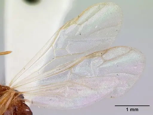 Paratopula macta specimen CASENT0178562 image casent0178562_4