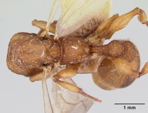 Paratopula macta specimen CASENT0178563 image casent0178563_1