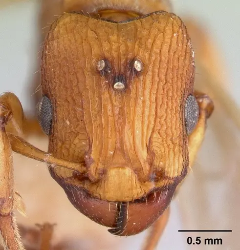 Paratopula macta specimen CASENT0178563 image casent0178563_2
