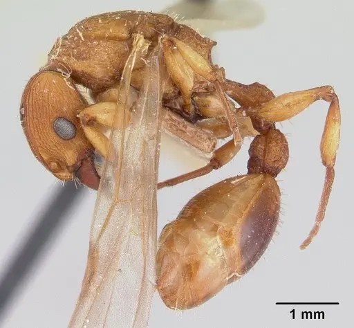 Paratopula macta specimen CASENT0178563 image casent0178563_3