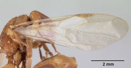 Paratopula macta specimen CASENT0178563 image casent0178563_4
