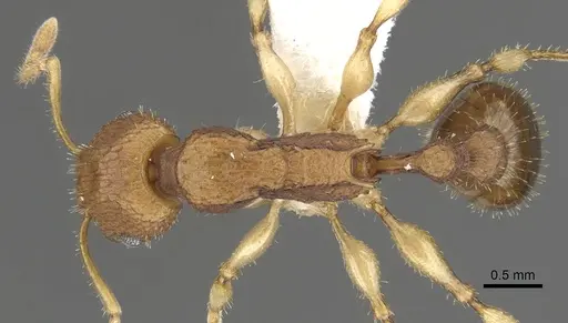 Paratopula macta specimen CASENT0901740 image casent0901740_1