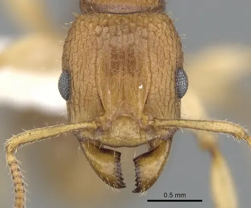 Paratopula macta specimen CASENT0901740 image casent0901740_2