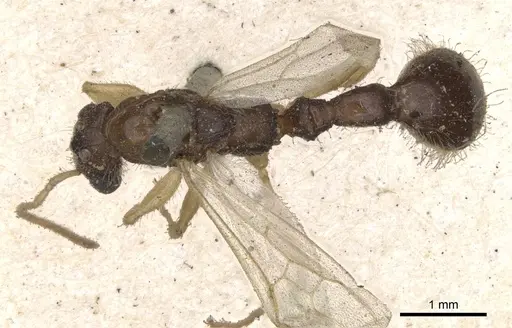 Paratopula oculata specimen CASENT0901348 image casent0901348_1