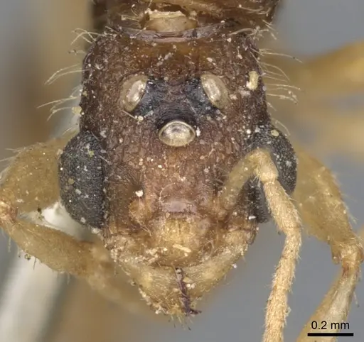 Paratopula oculata specimen CASENT0901348 image casent0901348_2