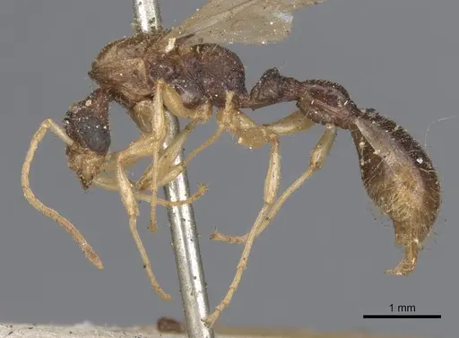 Paratopula oculata specimen CASENT0901348 image casent0901348_3