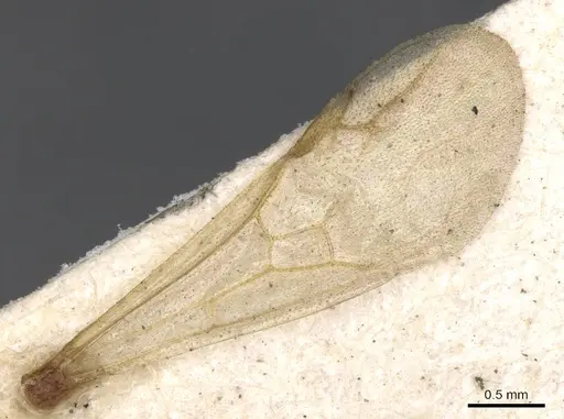 Paratopula oculata specimen CASENT0901348 image casent0901348_4