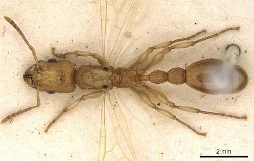 Paratopula oculata specimen CASENT0914168 image casent0914168_1