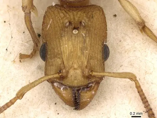 Paratopula oculata specimen CASENT0914168 image casent0914168_2