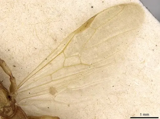 Paratopula oculata specimen CASENT0914168 image casent0914168_4