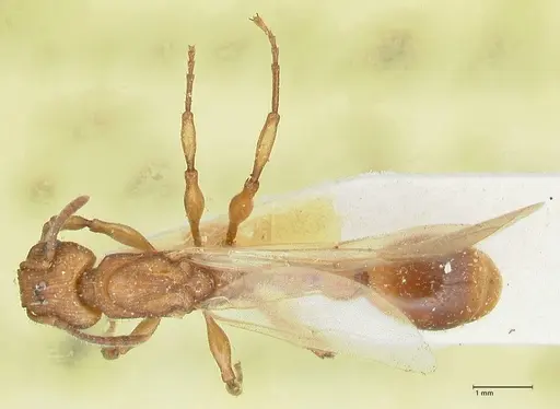 Paratopula sumatrensis specimen FOCOL1968 image focol1968_1