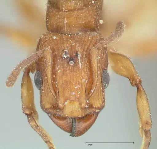 Paratopula sumatrensis specimen FOCOL1968 image focol1968_2