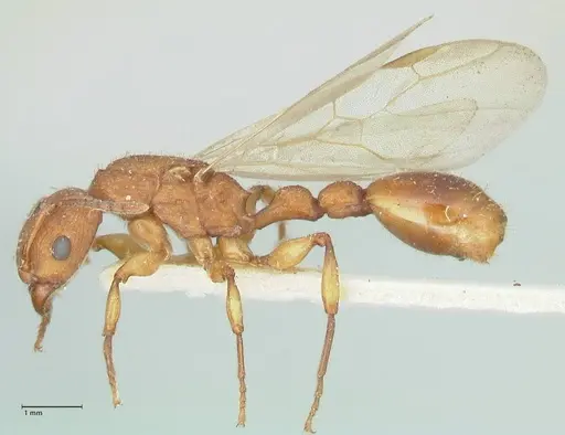 Paratopula sumatrensis specimen FOCOL1968 image focol1968_3