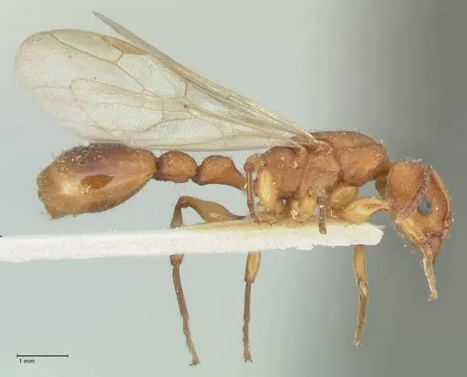 Paratopula sumatrensis specimen FOCOL1968 image focol1968_4
