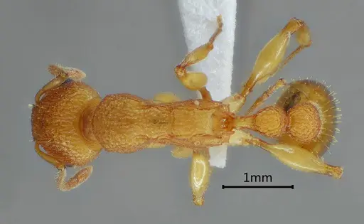 Paratopula zhengi specimen ANTWEB1060565 image antweb1060565_1