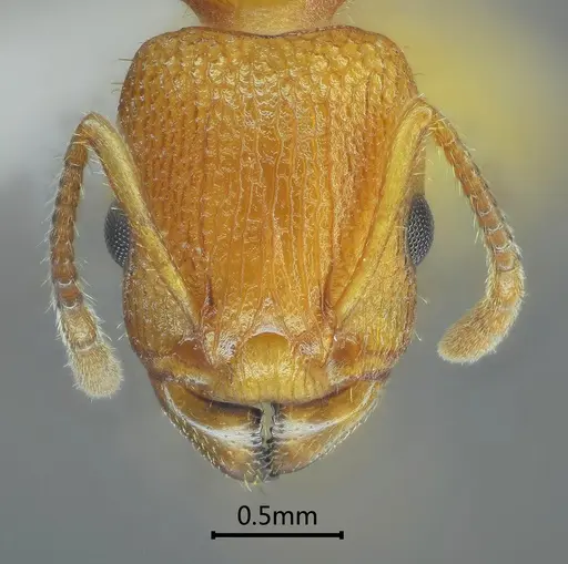 Paratopula zhengi specimen ANTWEB1060565 image antweb1060565_2