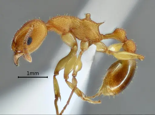 Paratopula zhengi specimen ANTWEB1060565 image antweb1060565_3