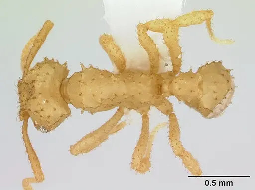 Paratrachymyrmex bugnioni specimen CASENT0179468 image casent0179468_1