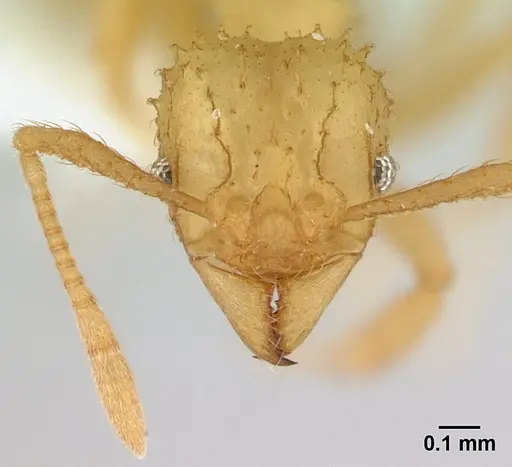 Paratrachymyrmex bugnioni specimen CASENT0179468 image casent0179468_2