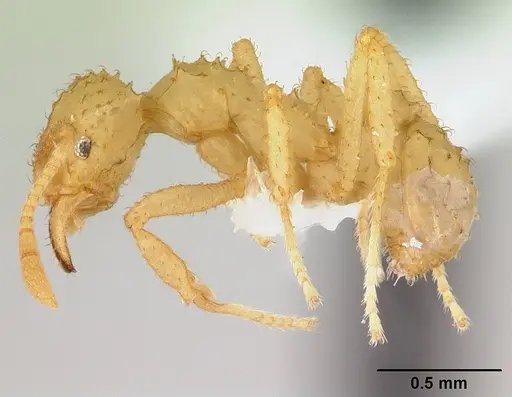 Paratrachymyrmex bugnioni specimen CASENT0179468 image casent0179468_3