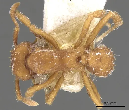 Paratrachymyrmex bugnioni specimen CASENT0901694 image casent0901694_1