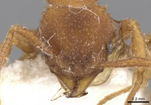 Paratrachymyrmex bugnioni specimen CASENT0901694 image casent0901694_2