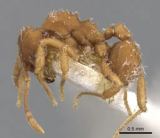 Paratrachymyrmex bugnioni specimen CASENT0901694 image casent0901694_3