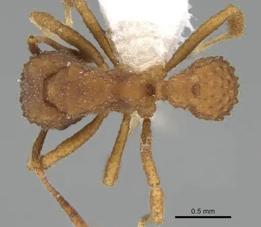 Paratrachymyrmex bugnioni specimen CASENT0919968 image casent0919968_1
