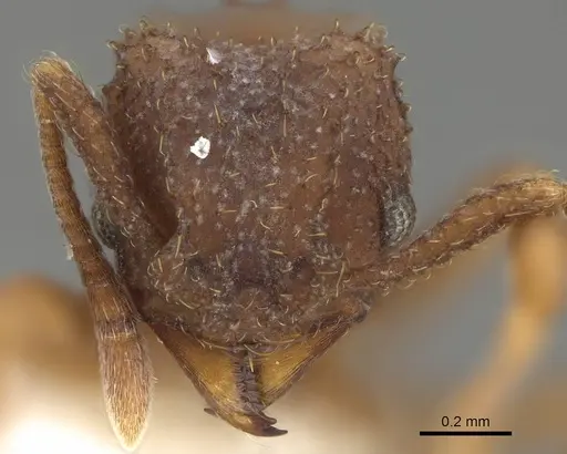 Paratrachymyrmex bugnioni specimen CASENT0919968 image casent0919968_2