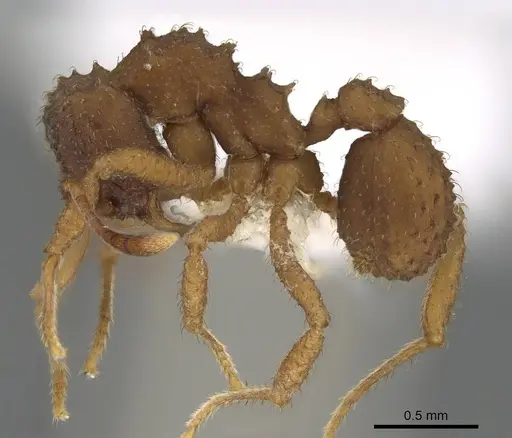 Paratrachymyrmex bugnioni specimen CASENT0919968 image casent0919968_3