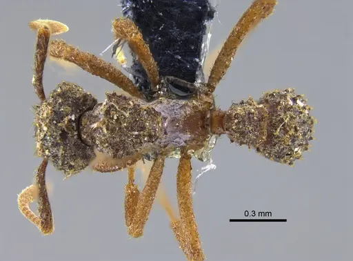Paratrachymyrmex bugnioni specimen CBUMAGENT34600 image cbumagent34600_1