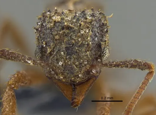 Paratrachymyrmex bugnioni specimen CBUMAGENT34600 image cbumagent34600_2