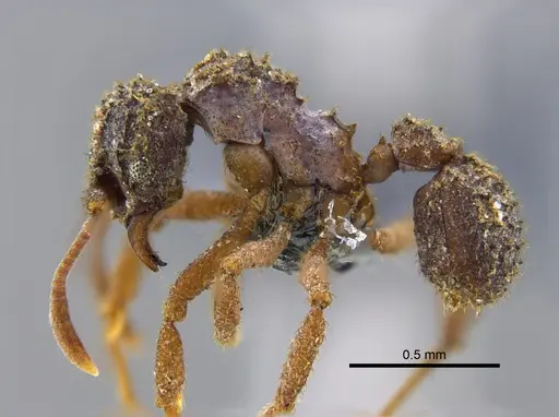 Paratrachymyrmex bugnioni specimen CBUMAGENT34600 image cbumagent34600_3