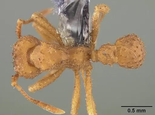 Paratrachymyrmex bugnioni specimen USNMENT00445762 image usnment00445762_1