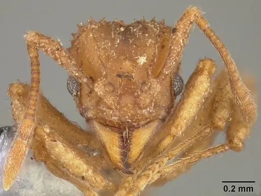 Paratrachymyrmex bugnioni specimen USNMENT00445762 image usnment00445762_2