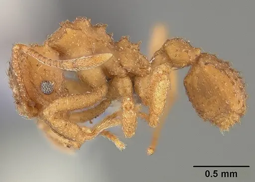 Paratrachymyrmex bugnioni specimen USNMENT00445762 image usnment00445762_3