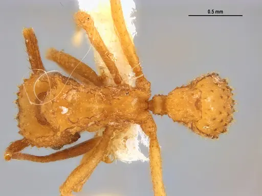 Paratrachymyrmex carib specimen MZSPHYM0127510 image mzsphym0127510_1